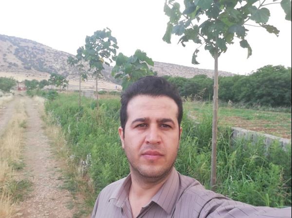 کاشت درخت پالونیا هیبرید طب جو در ایلام خریدار پالونیا انواع نهال پالونیا درخت پالونیا هیبرید